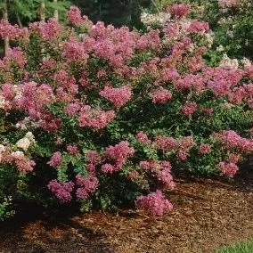 thumbnail for publication: Lagerstroemia indica 'New Orleans' New Orleans Crape Myrtle